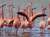 flamingo's